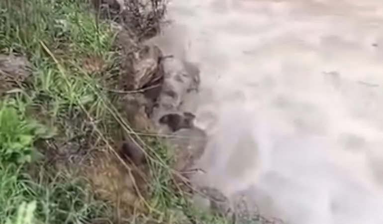 Ballıkayalar’da su samuru sürprizi!