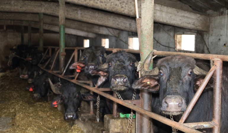 Kocaeli’de manda sayısı Büyükşehir’in desteğiyle artıyor