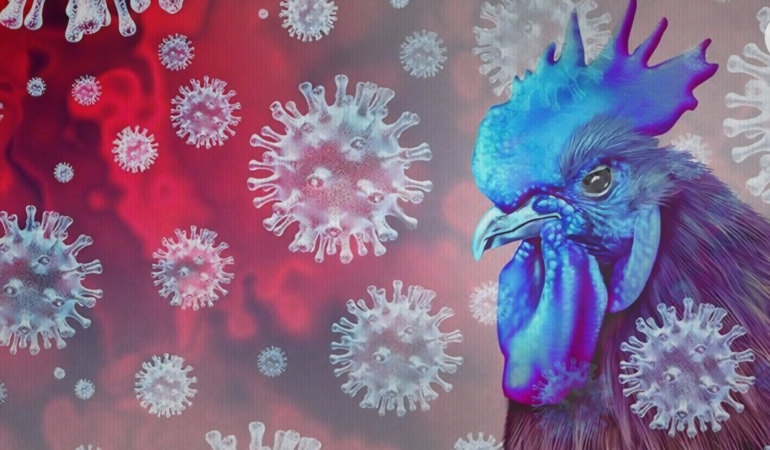 Kocaeli Veteriner Hekimleri Odası’ndan Kuş Gribi Uyarısı