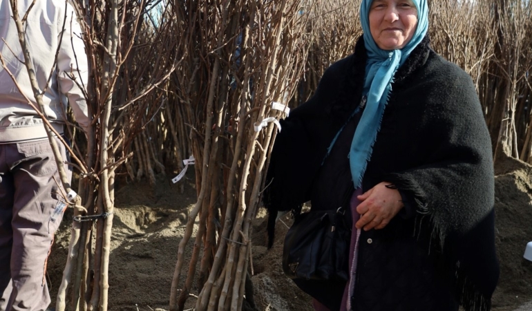 Üreticilere 3 bin 600 Trabzon hurması fidanı dağıtıldı