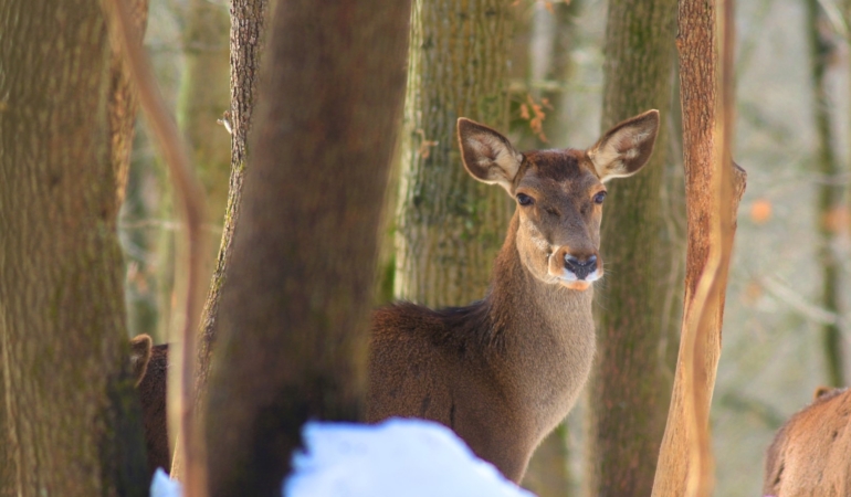 Ormanya’da kartpostallık kış manzaraları