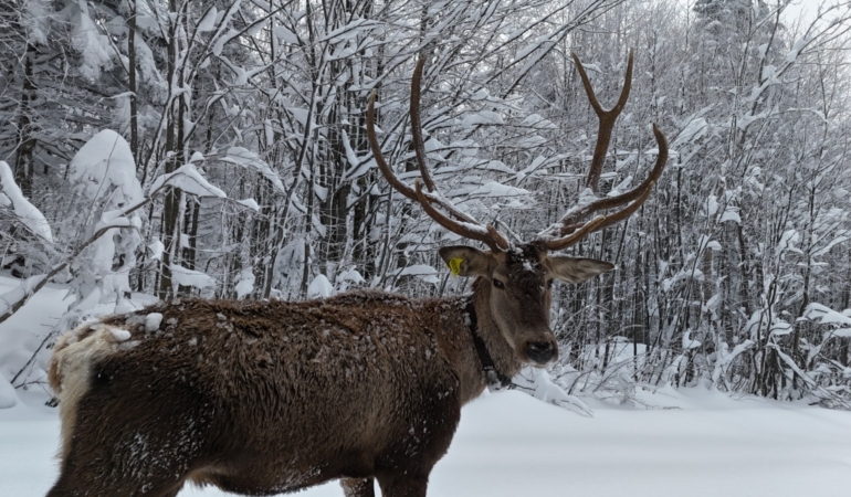 Kuzuyayla’nın müdavimi kızıl geyikler